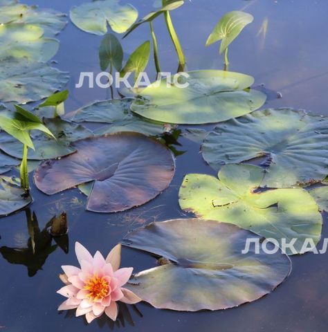 Сдается 2-к квартира на Михалковская улица, 54, метро Балтийская, г. Москва