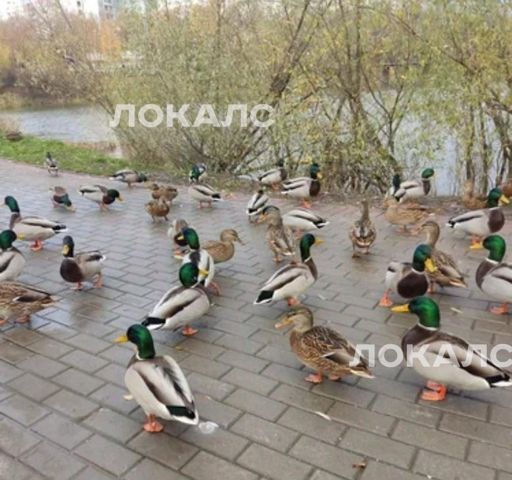 Снять 1-к квартиру на улица Коненкова, 4Б, метро Алтуфьево, г. Москва