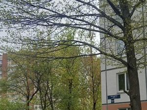 2-к кв. Санкт-Петербург Белградская ул., 20К1 (50.3 м²)