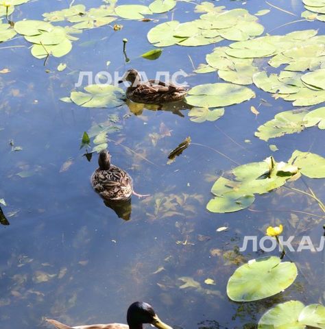 Аренда 2-к квартиры на Михалковская улица, 54, метро Водный стадион, г. Москва