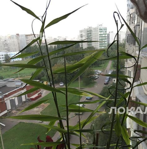 Сдаю 3к квартиру на Цимлянская улица, 2, метро Волжская, г. Москва